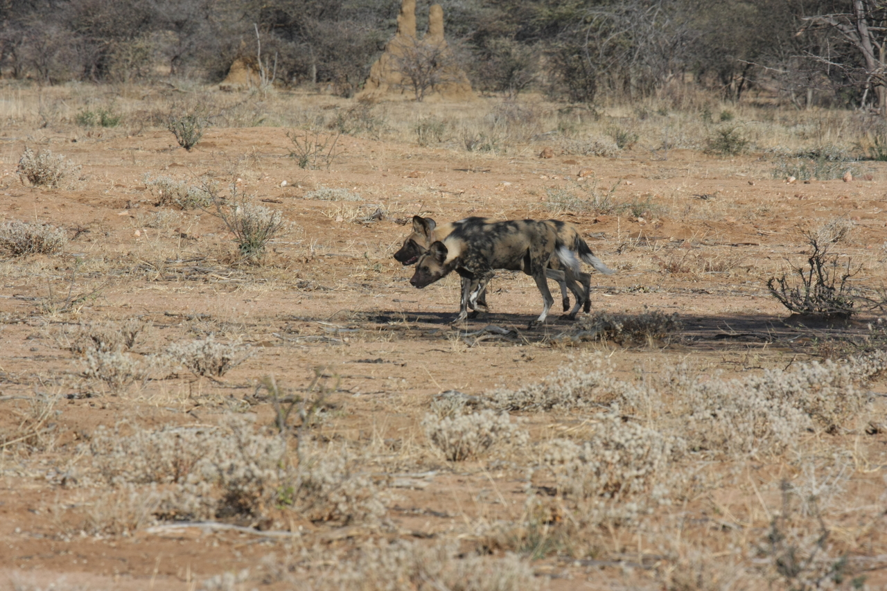 [1647] 2016_06_22_03_18_57_Africa_Canon_EOS_40D_IMG__00343.jpg