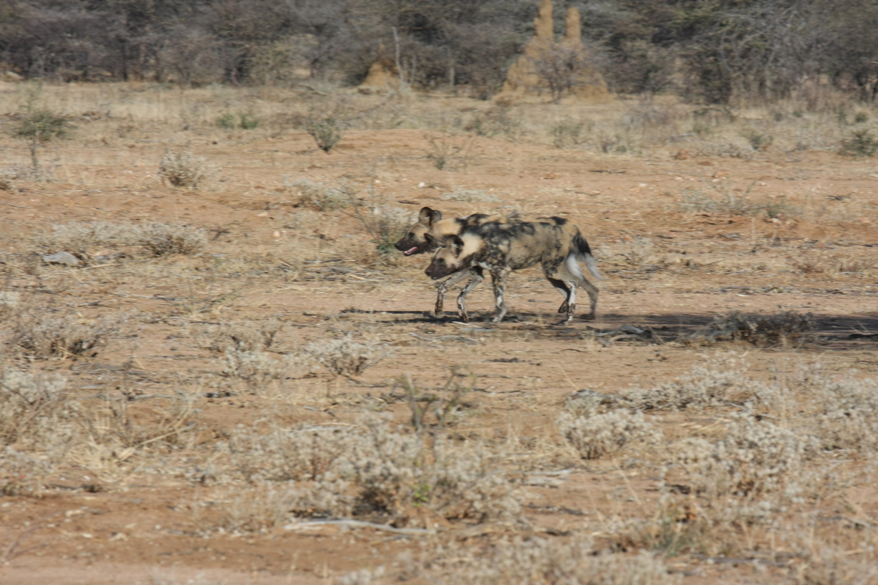 [1648] 2016_06_22_03_18_57_Africa_Canon_EOS_40D_IMG__00344.jpg