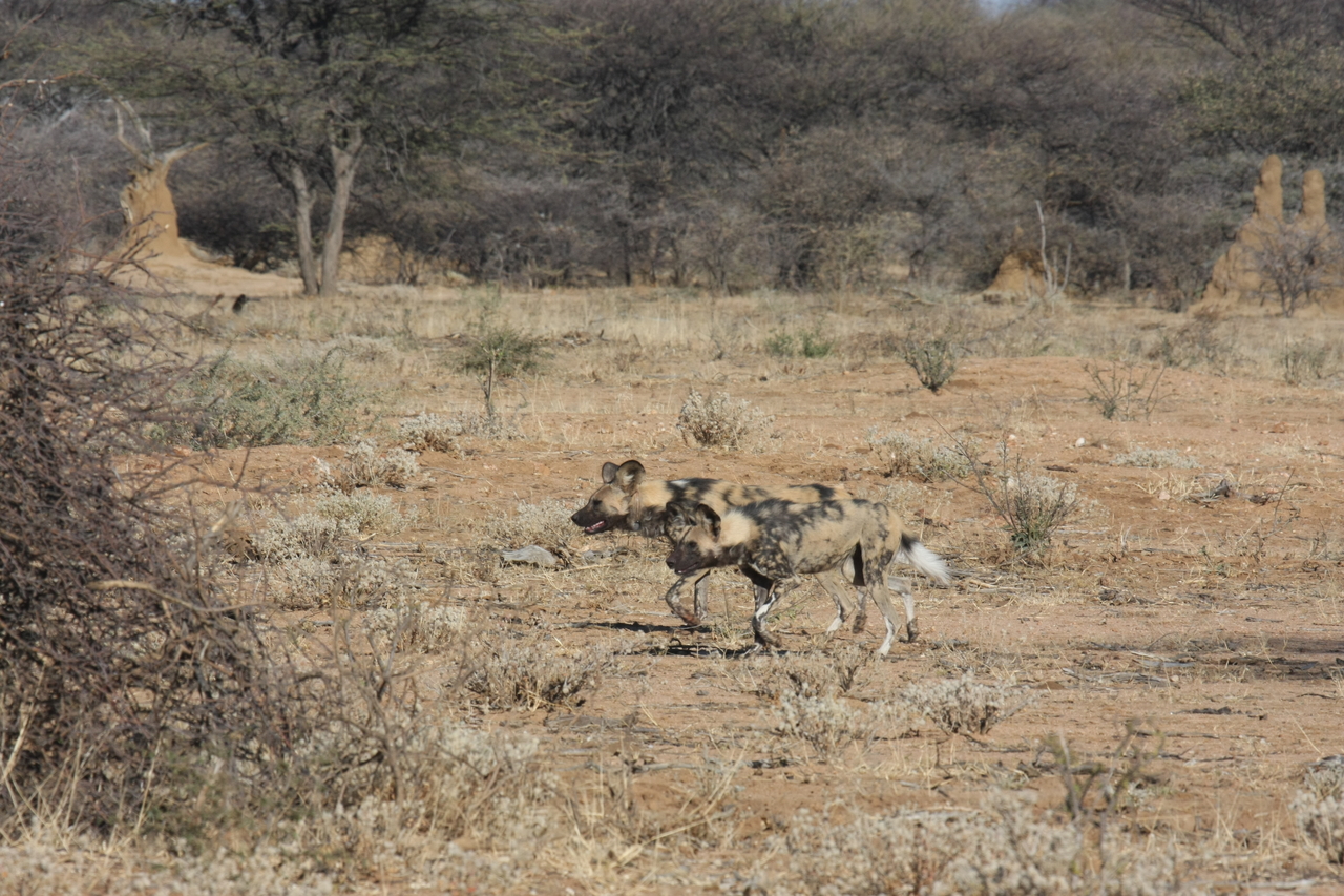 [1654] 2016_06_22_03_18_58_Africa_Canon_EOS_40D_IMG__00364.jpg