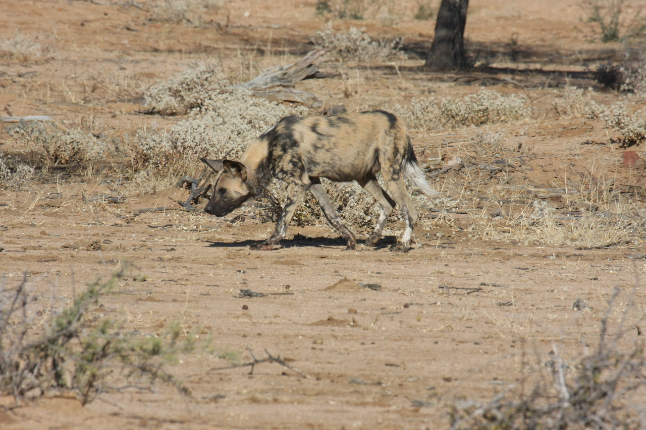 [1656] 2016_06_22_03_19_35_Africa_Canon_EOS_40D_IMG__00346.jpg