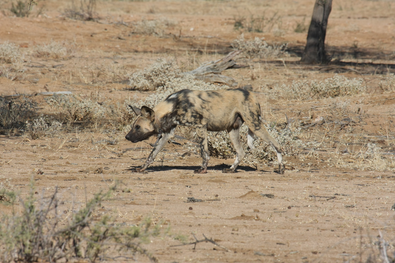 [1657] 2016_06_22_03_19_35_Africa_Canon_EOS_40D_IMG__00347.jpg