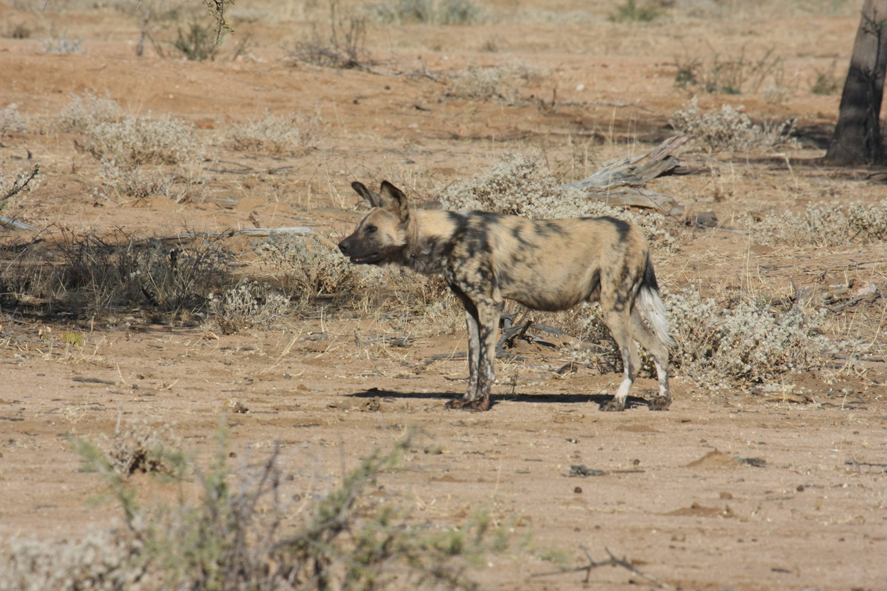 [1665] 2016_06_22_03_19_36_Africa_Canon_EOS_40D_IMG__00349.jpg