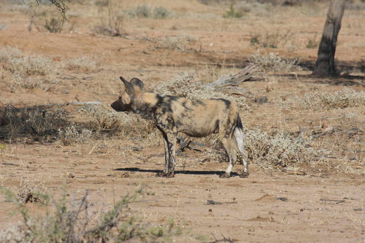 [1672] 2016_06_22_03_19_38_Africa_Canon_EOS_40D_IMG__00370.jpg