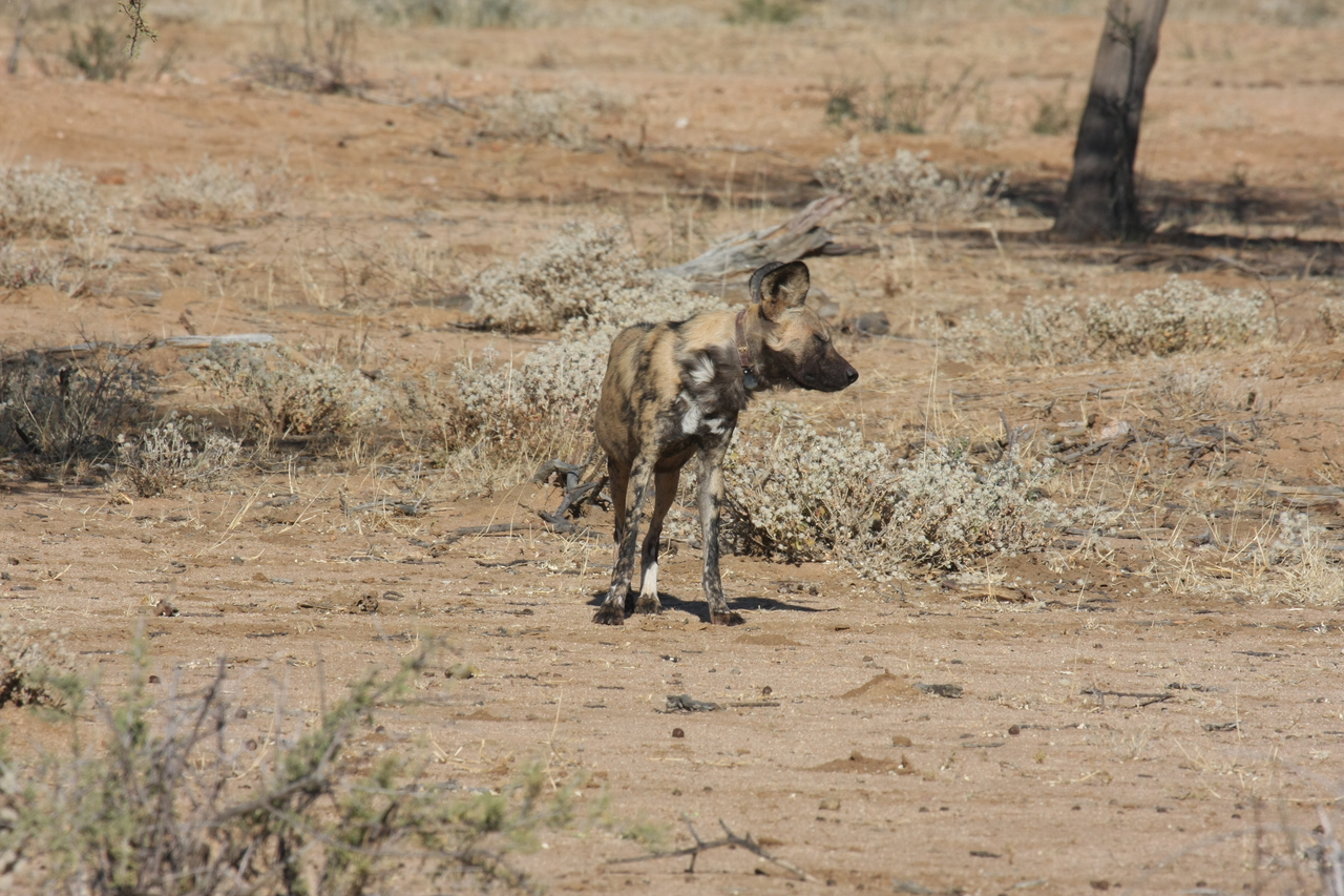 [1684] 2016_06_22_03_19_47_Africa_Canon_EOS_40D_IMG__00374.jpg