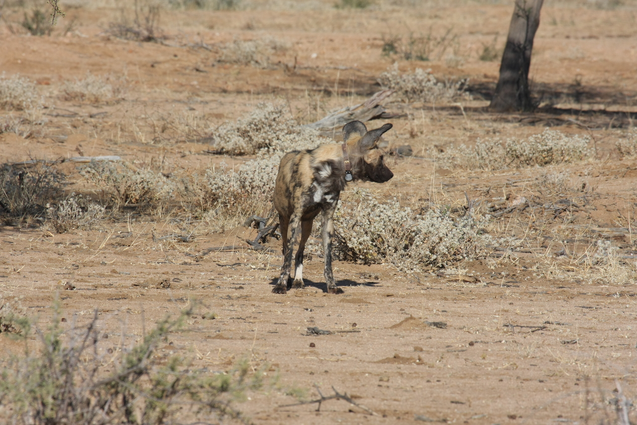 [1686] 2016_06_22_03_19_47_Africa_Canon_EOS_40D_IMG__07820.jpg