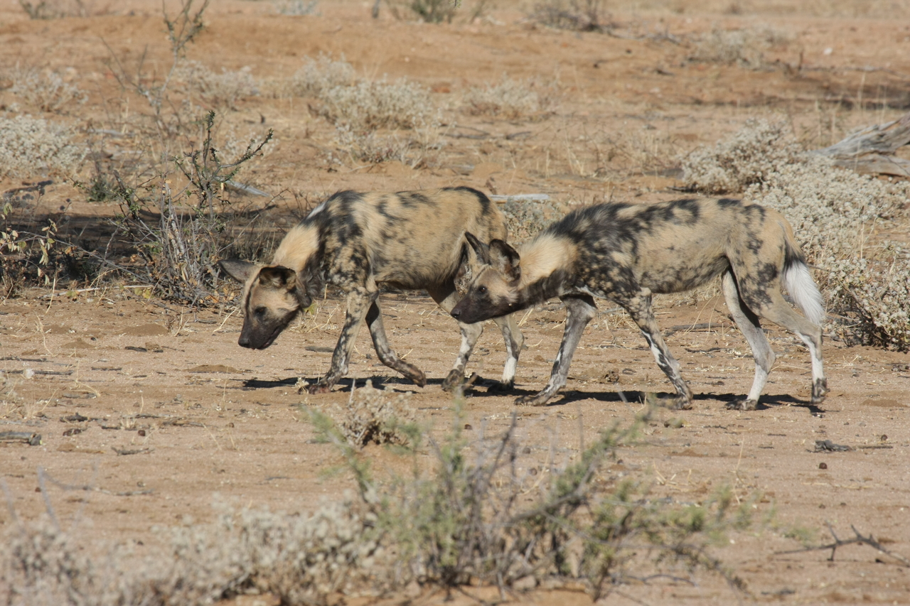 [1701] 2016_06_22_03_19_55_Africa_Canon_EOS_40D_IMG__00361.jpg