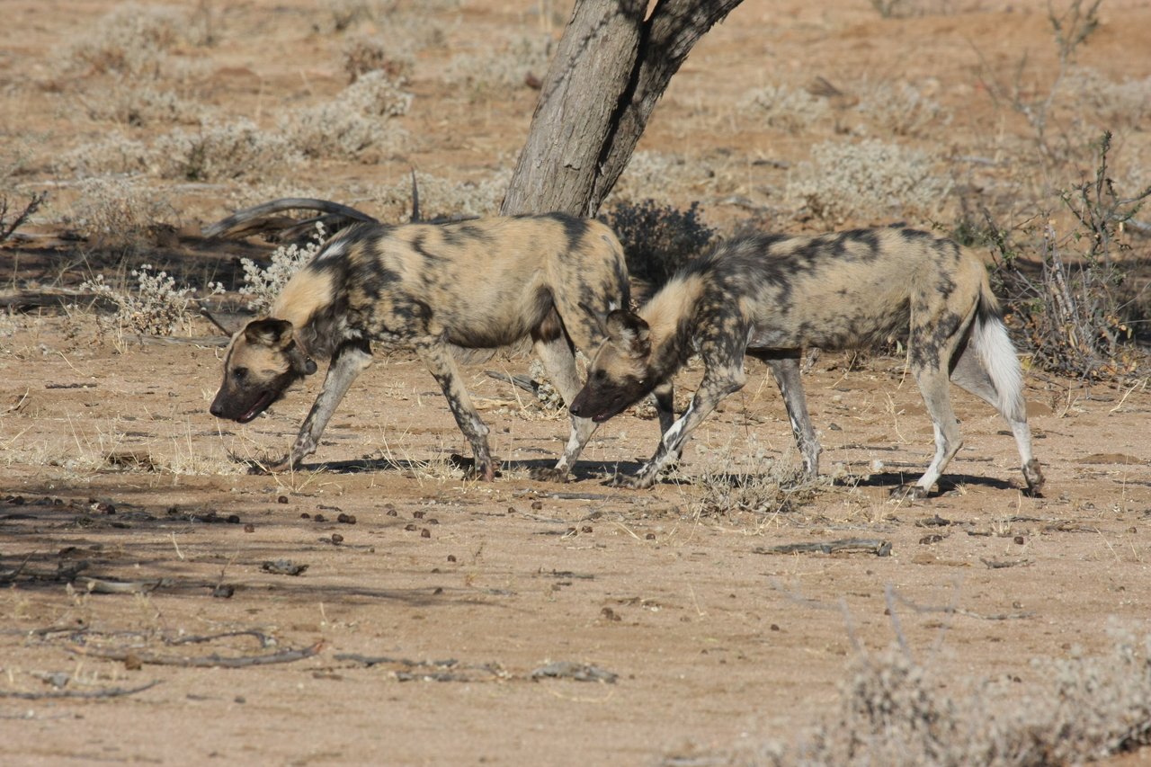 [1713] 2016_06_22_03_19_57_Africa_Canon_EOS_40D_IMG__00365.jpg