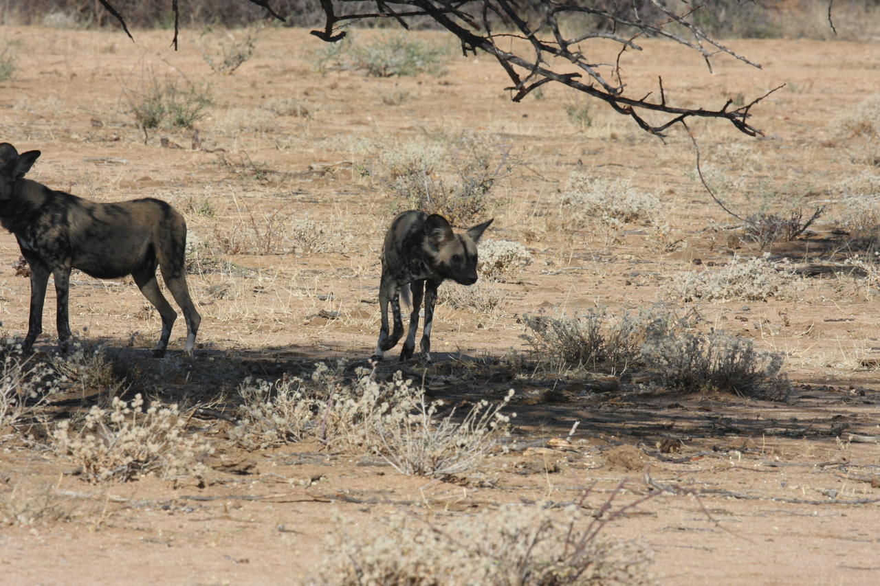 [1727] 2016_06_22_03_20_09_Africa_Canon_EOS_40D_IMG__00388.jpg