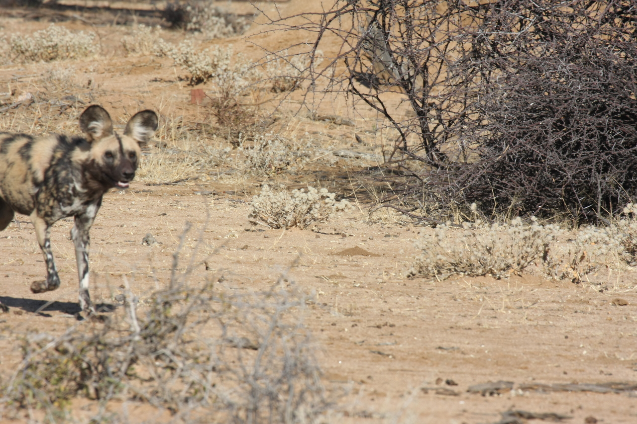 [1735] 2016_06_22_03_20_14_Africa_Canon_EOS_40D_IMG__07837.jpg