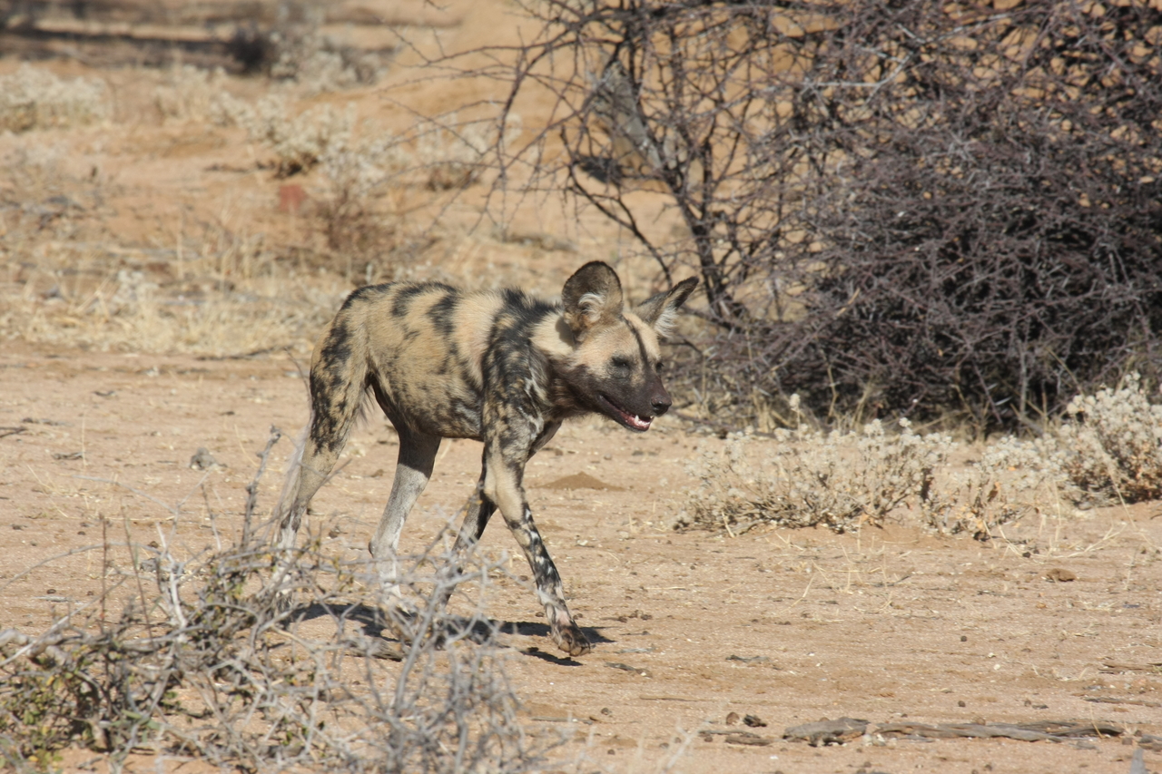 [1737] 2016_06_22_03_20_15_Africa_Canon_EOS_40D_IMG__00373.jpg