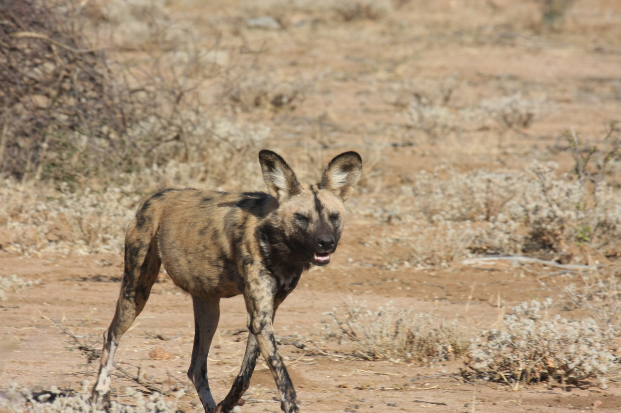 [1756] 2016_06_22_03_20_24_Africa_Canon_EOS_40D_IMG__00380.jpg