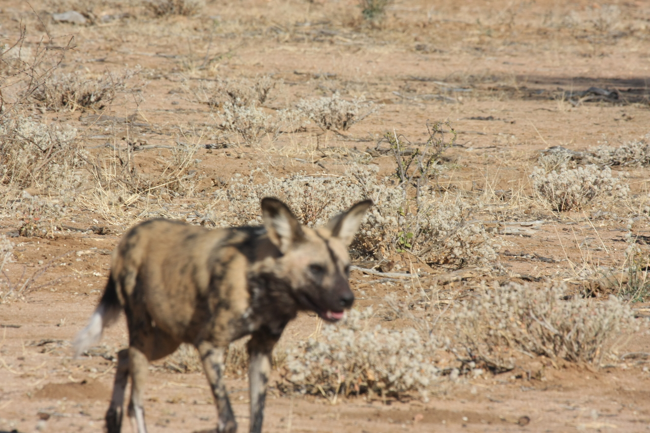 [1763] 2016_06_22_03_20_25_Africa_Canon_EOS_40D_IMG__00381.jpg