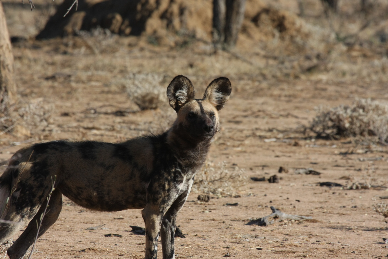 [1771] 2016_06_22_03_20_35_Africa_Canon_EOS_40D_IMG__07849.jpg