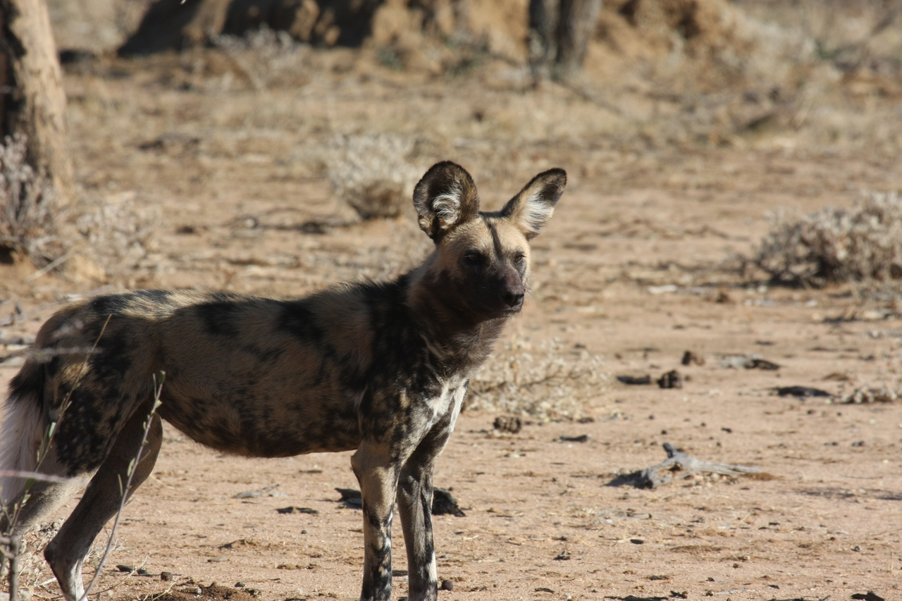 [1777] 2016_06_22_03_20_38_Africa_Canon_EOS_40D_IMG__07851.jpg