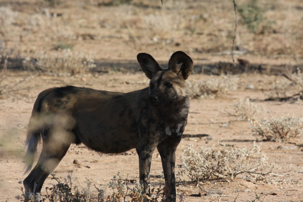 [1780] 2016_06_22_03_20_46_Africa_Canon_EOS_40D_IMG__00386.jpg