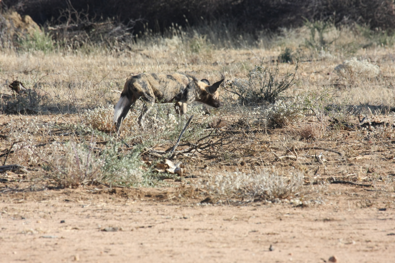 [1795] 2016_06_22_03_21_24_Africa_Canon_EOS_40D_IMG__00391.jpg
