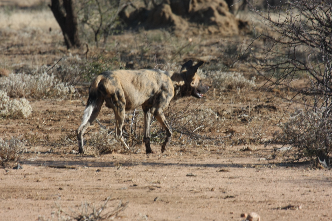 [1804] 2016_06_22_03_21_31_Africa_Canon_EOS_40D_IMG__00394.jpg