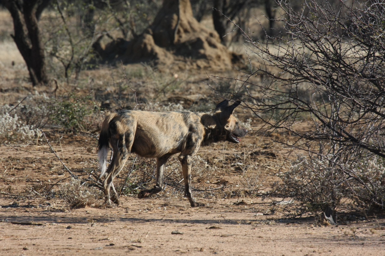 [1805] 2016_06_22_03_21_31_Africa_Canon_EOS_40D_IMG__00395.jpg