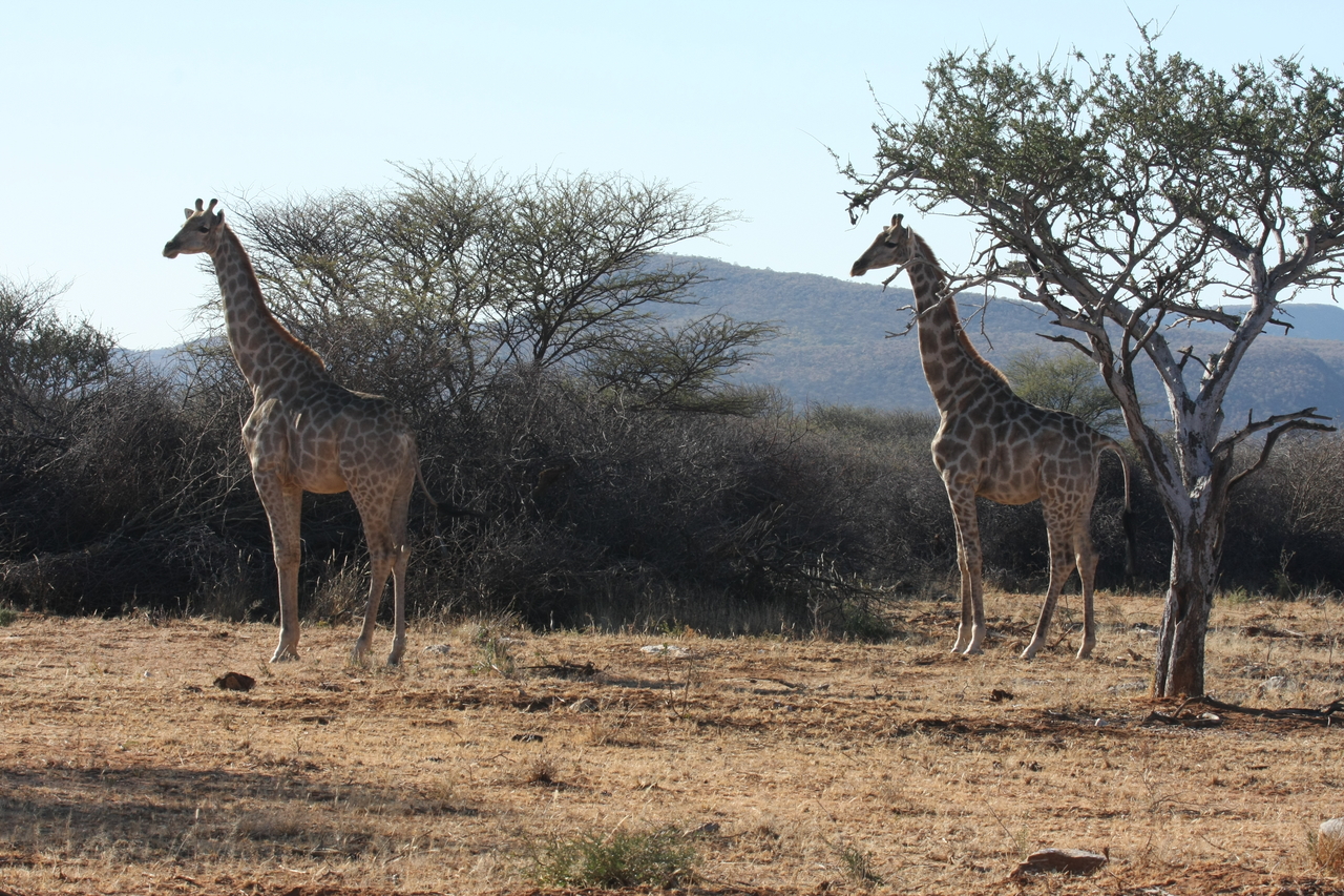 [1843] 2016_06_22_03_38_07_Africa_Canon_EOS_40D_IMG__00423.jpg
