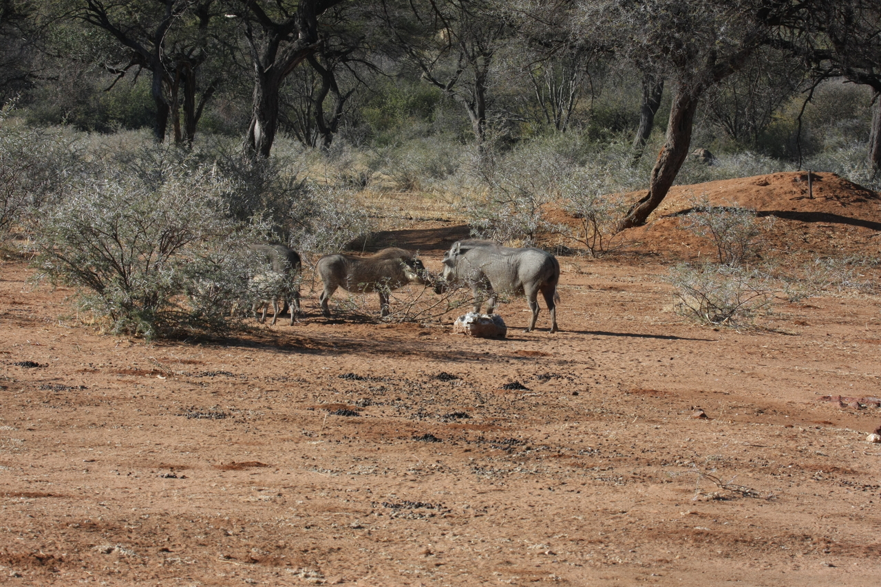 [1855] 2016_06_22_03_41_40_Africa_Canon_EOS_40D_IMG__00427.jpg