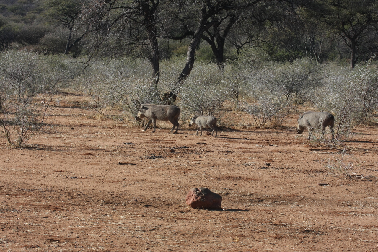 [1863] 2016_06_22_03_41_47_Africa_Canon_EOS_40D_IMG__00411.jpg