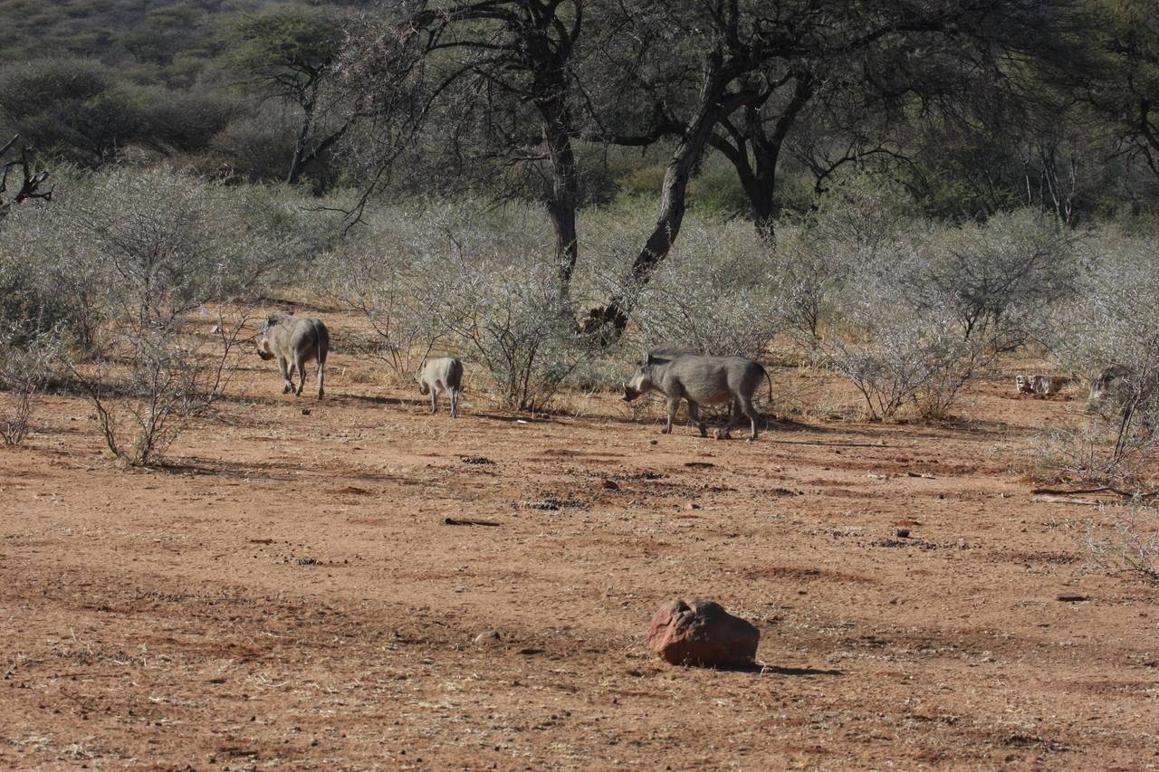 [1868] 2016_06_22_03_41_53_Africa_Canon_EOS_40D_IMG__07878.jpg