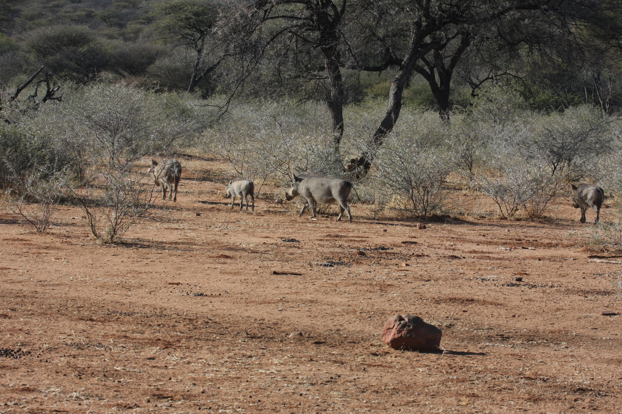 [1874] 2016_06_22_03_41_55_Africa_Canon_EOS_40D_IMG__07880.jpg