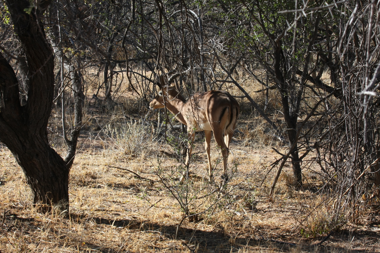 [1877] 2016_06_22_03_45_15_Africa_Canon_EOS_40D_IMG__00434.jpg
