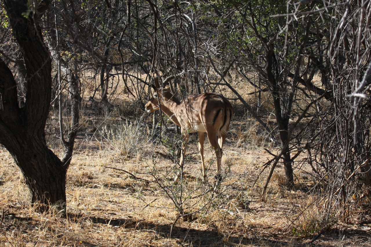 [1878] 2016_06_22_03_45_15_Africa_Canon_EOS_40D_IMG__00435.jpg