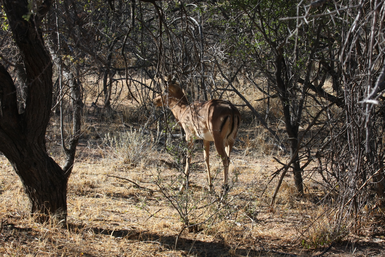 [1881] 2016_06_22_03_45_17_Africa_Canon_EOS_40D_IMG__00417.jpg
