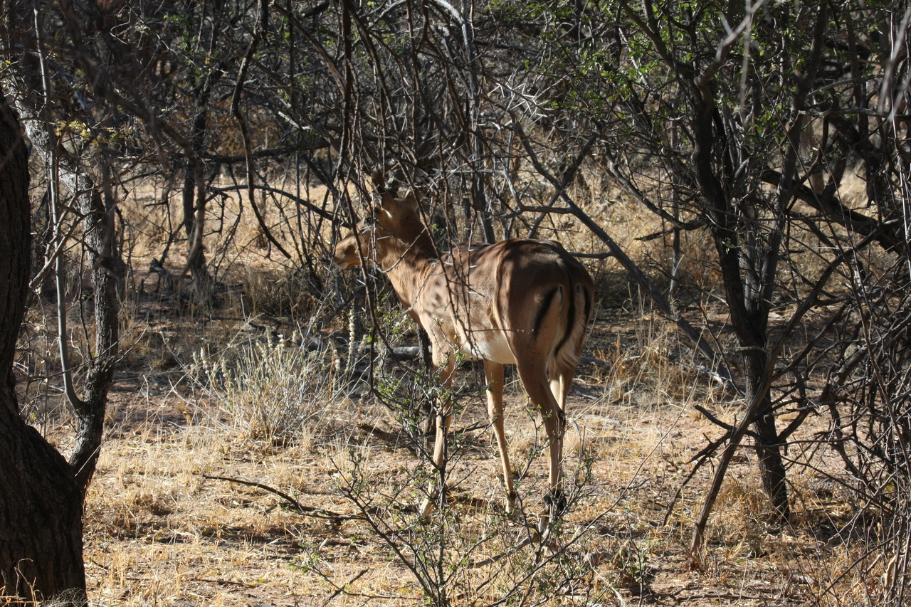 [1893] 2016_06_22_03_45_22_Africa_Canon_EOS_40D_IMG__00421.jpg