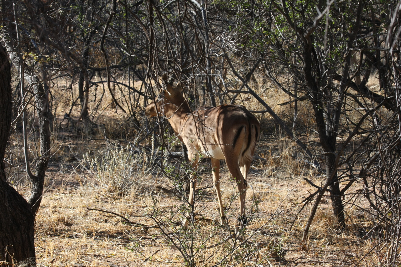 [1896] 2016_06_22_03_45_22_Africa_Canon_EOS_40D_IMG__07886.jpg