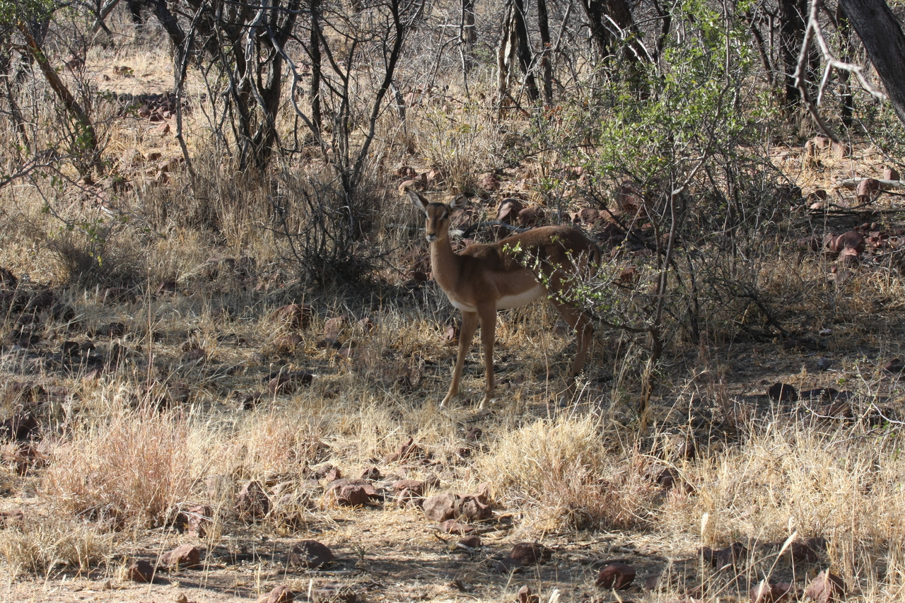 [1905] 2016_06_22_03_46_32_Africa_Canon_EOS_40D_IMG__07889.jpg