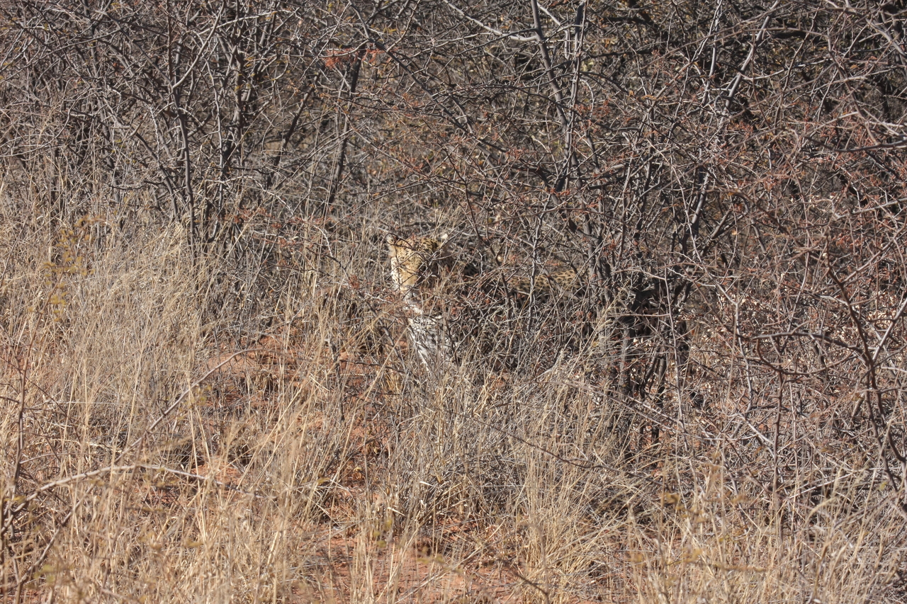[1922] 2016_06_22_03_55_58_Africa_Canon_EOS_40D_IMG__00446.jpg