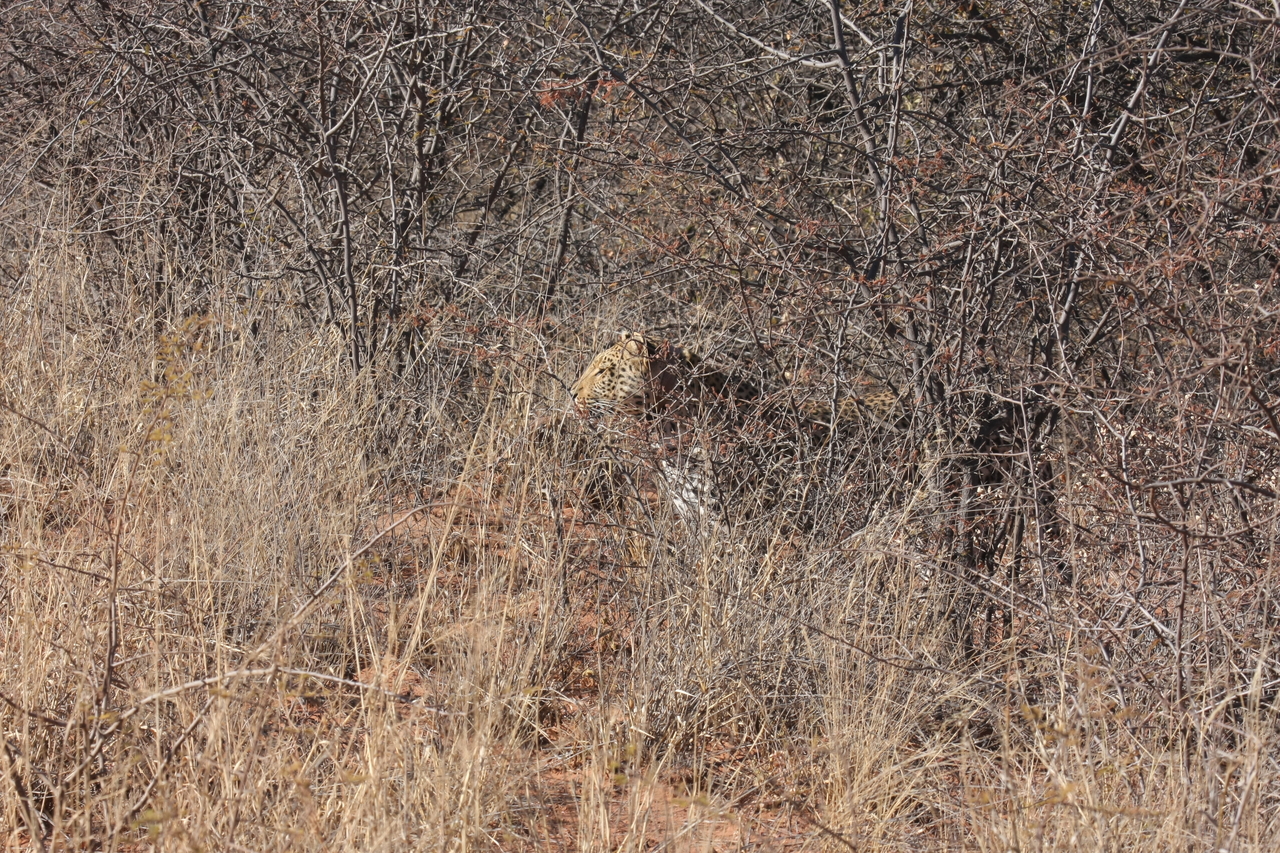 [1932] 2016_06_22_03_56_01_Africa_Canon_EOS_40D_IMG__00430.jpg