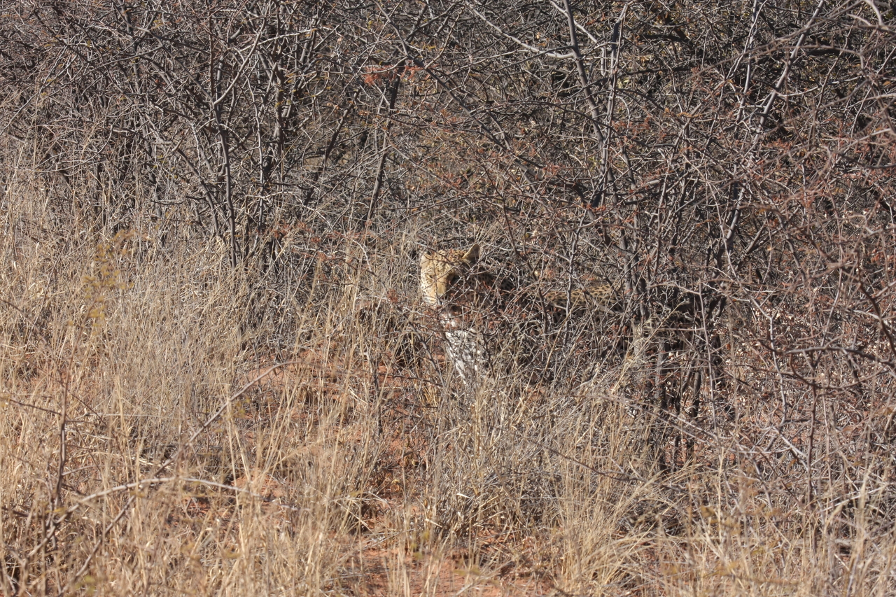[1937] 2016_06_22_03_56_03_Africa_Canon_EOS_40D_IMG__00433.jpg