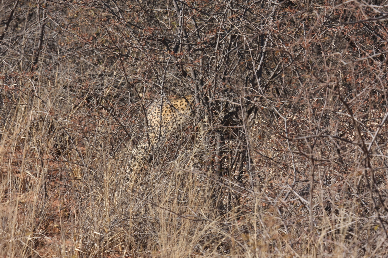 [1945] 2016_06_22_03_56_07_Africa_Canon_EOS_40D_IMG__00453.jpg