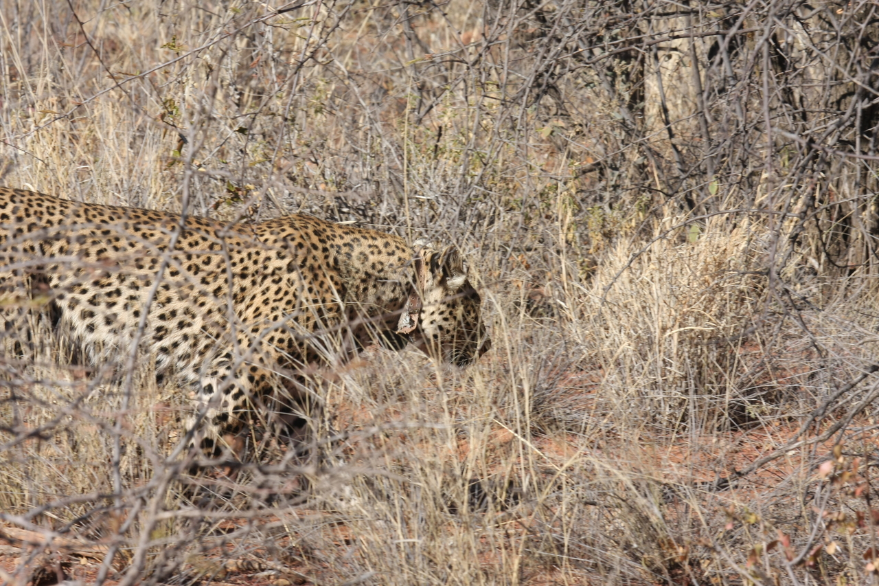 [1949] 2016_06_22_03_56_32_Africa_Canon_EOS_40D_IMG__00437.jpg
