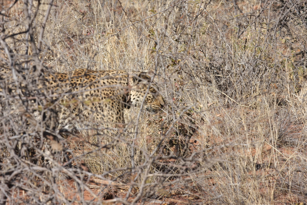 [1950] 2016_06_22_03_56_32_Africa_Canon_EOS_40D_IMG__00454.jpg