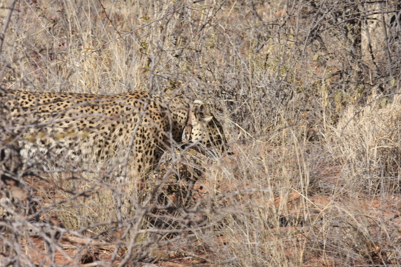 [1951] 2016_06_22_03_56_32_Africa_Canon_EOS_40D_IMG__00455.jpg