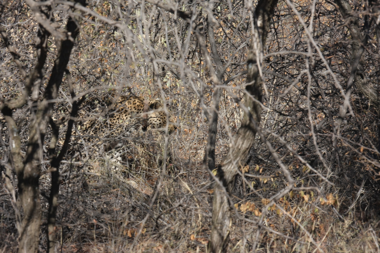 [1965] 2016_06_22_03_56_53_Africa_Canon_EOS_40D_IMG__00441.jpg