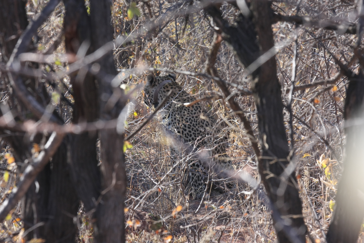 [1989] 2016_06_22_04_05_14_Africa_Canon_EOS_40D_IMG__00468.jpg