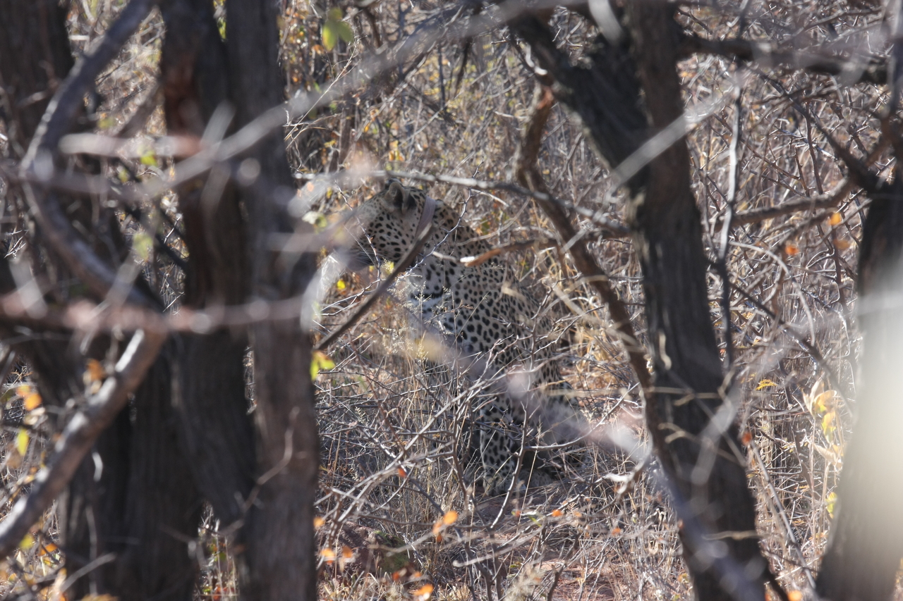[1995] 2016_06_22_04_05_16_Africa_Canon_EOS_40D_IMG__00451.jpg