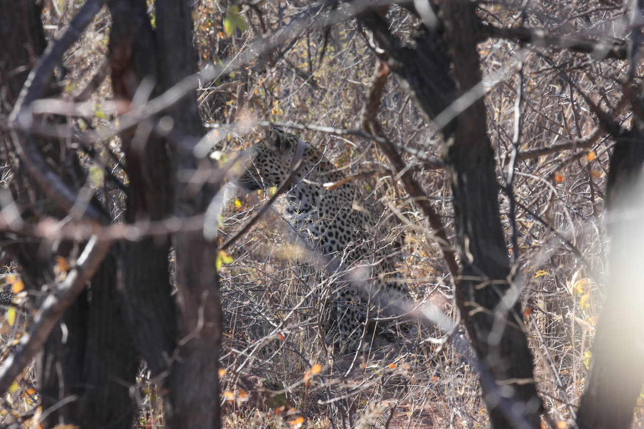 [1996] 2016_06_22_04_05_16_Africa_Canon_EOS_40D_IMG__00452.jpg
