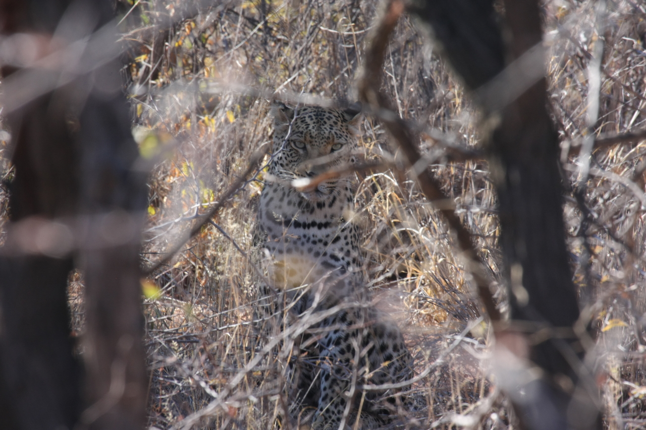 [2036] 2016_06_22_04_05_46_Africa_Canon_EOS_40D_IMG__00484.jpg