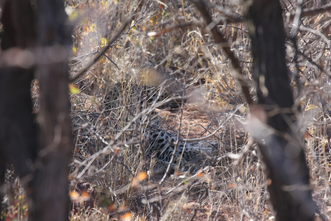 [2048] 2016_06_22_04_05_58_Africa_Canon_EOS_40D_IMG__00470.jpg