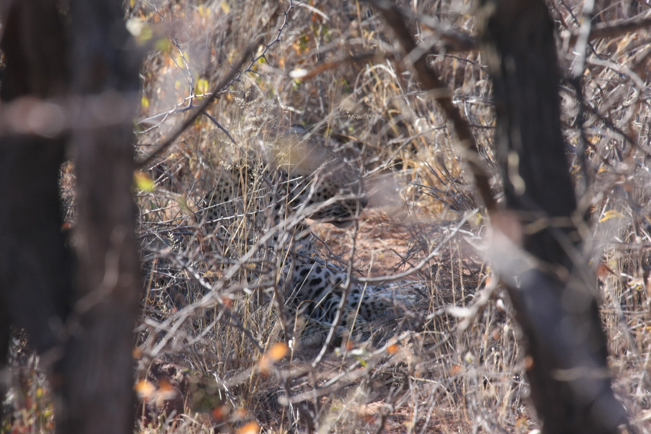 [2050] 2016_06_22_04_05_58_Africa_Canon_EOS_40D_IMG__00488.jpg