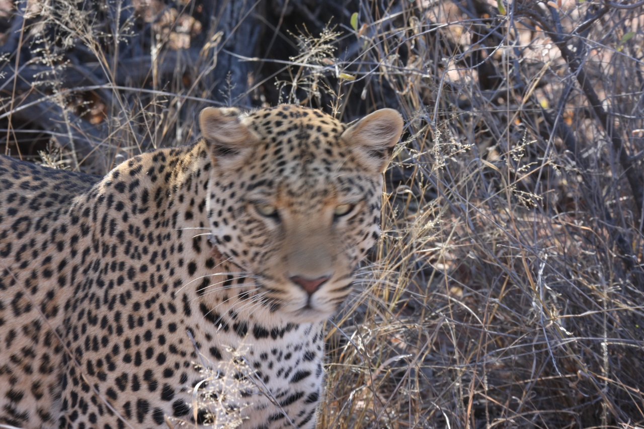 [2079] 2016_06_22_04_07_11_Africa_Canon_EOS_40D_IMG__00479.jpg