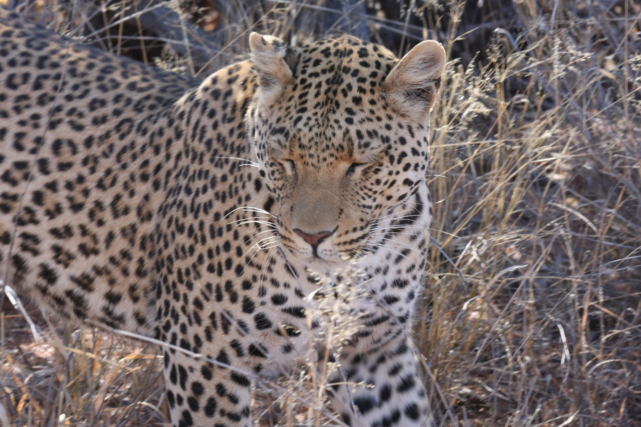 [2081] 2016_06_22_04_07_11_Africa_Canon_EOS_40D_IMG__00481.jpg