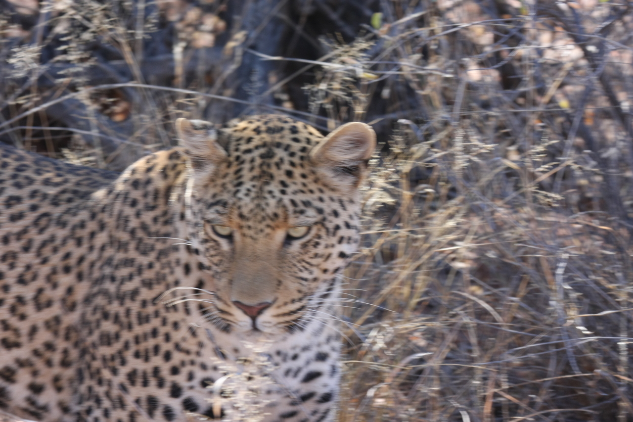 [2083] 2016_06_22_04_07_11_Africa_Canon_EOS_40D_IMG__00499.jpg